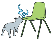 dog sniffing chair